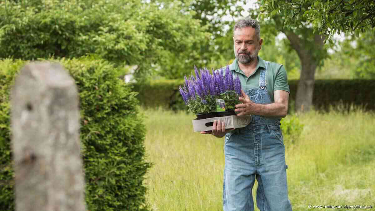 Sommerstauden im Garten: Wenig Aufwand, lange Freude