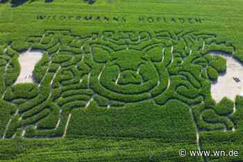 Neues Maislabyrinth in Münster: Herumirren bei Wildermanns in Roxel