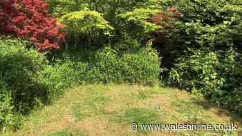 Revive brown lawns by doing 1 crucial task on Sunday