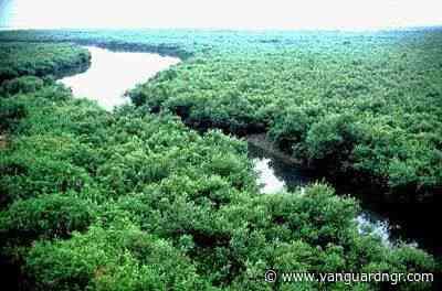 Why Nigeria must invest in mangroves preservation