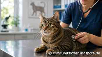 Diese Erkrankungen führen Katzen am häufigsten zum Tierarzt
