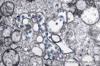 What Is Cyclosporiasis? Taylor Farms and Taco Bell Outbreak Leaves Diners Asking About Symptoms and Risk