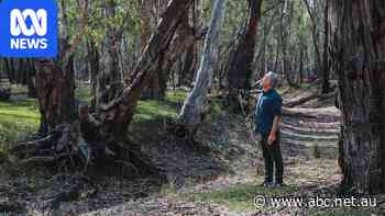 Supreme Court battle over traditional owner consultation pauses flood works