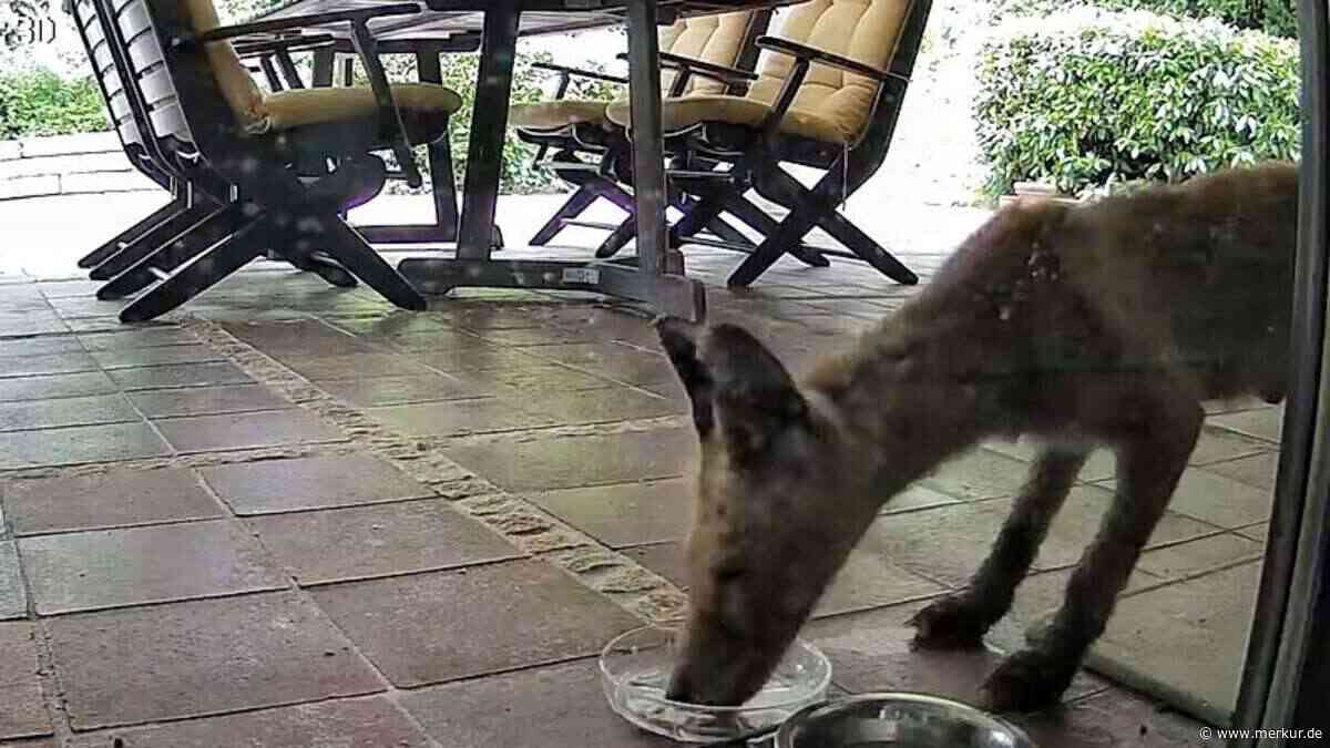 Wildkamera filmt rätselhaftes Tier in Pöcking