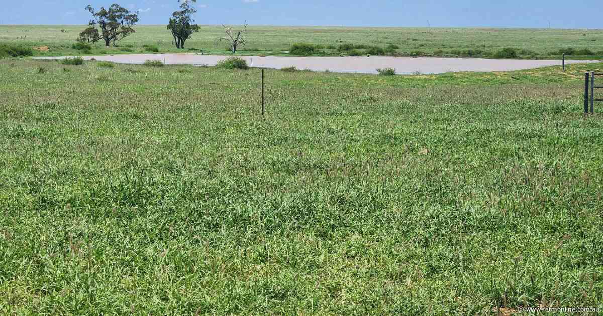 Maranoa country with access to saleyards, feedlots, processors | Photos