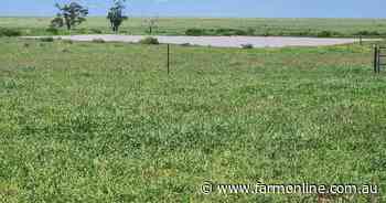 Maranoa country with access to saleyards, feedlots, processors | Photos