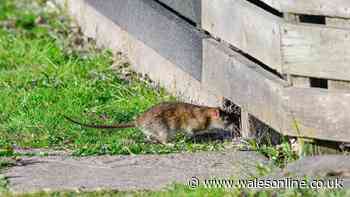 Rats will steer clear of gardens in summer with three simple - and free - steps