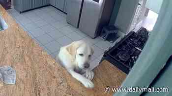 Dog captured on home camera sparking kitchen fire that KILLED three other pets and caused $200,000 in damage