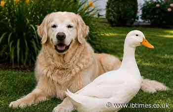 Here's Why A Dog And Duck Pet Duo's Content Are Going Viral On Social Media Right Now