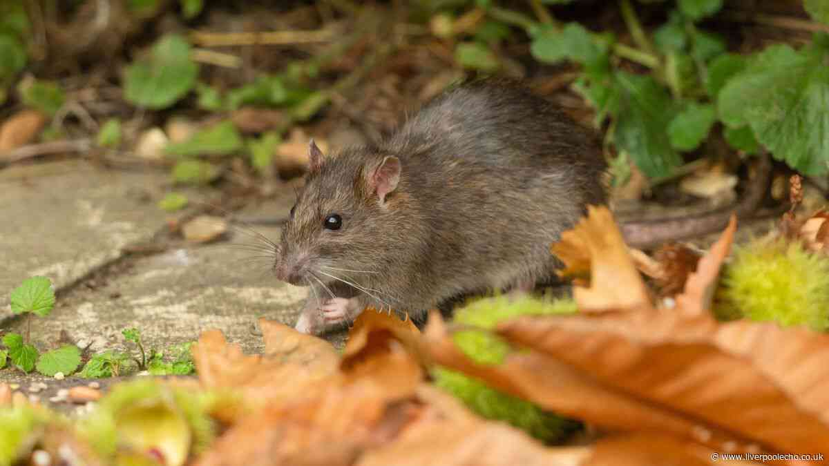 Free method to keep rats out of your garden all summer - and it's free