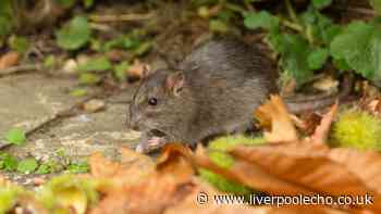 Free method to keep rats out of your garden all summer - and it's free