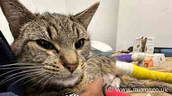 Cat needs £9,000 lifesaving vet care after heatwave accident