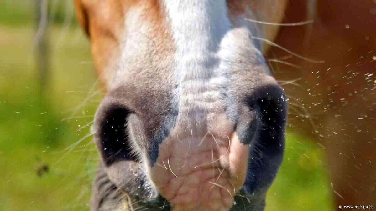 Gesunde Atemwege: Mit diesen 5 Tipps können Pferdebesitzer ihr Pferd vor Staub schützen