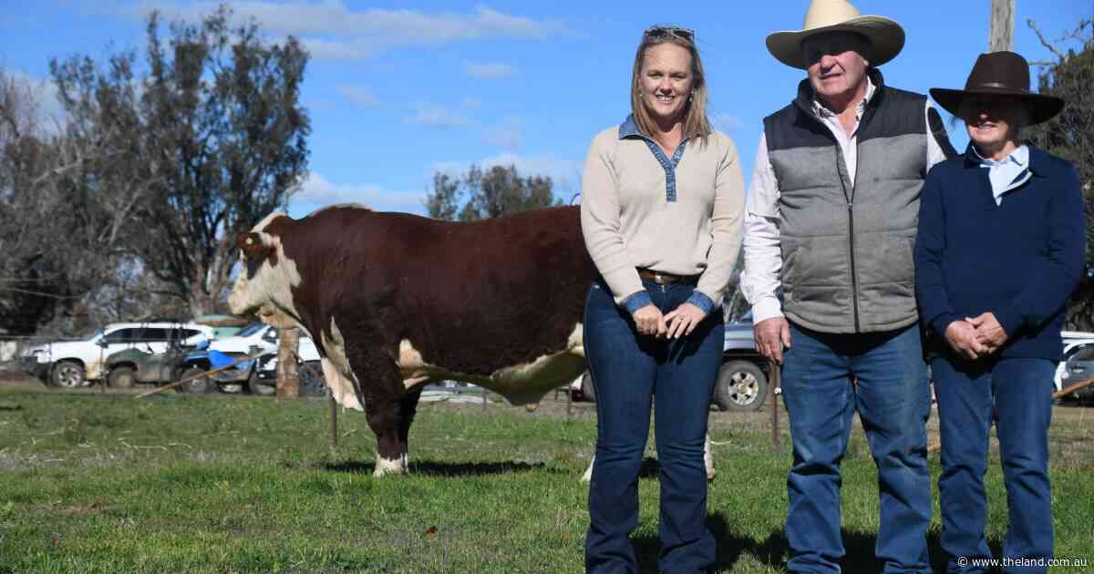 Local buyers active at Tycolah bull sale, seeking volume and muscle traits