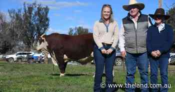 Local buyers active at Tycolah bull sale, seeking volume and muscle traits
