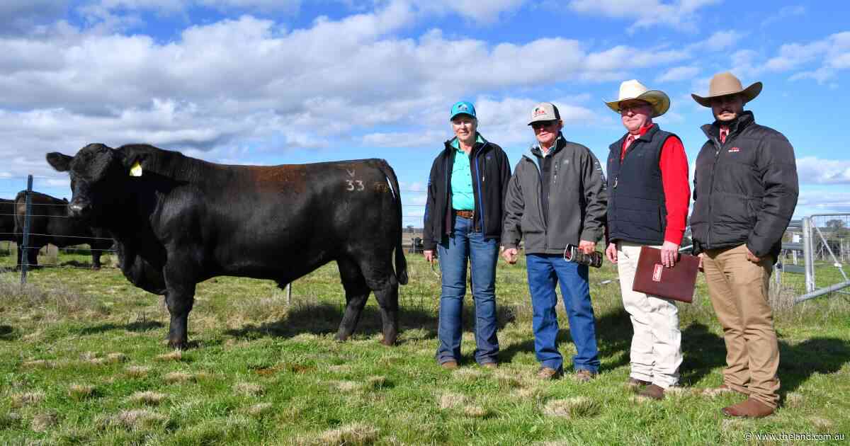 Queensland, Victorian and local buyers chase key traits at DSK bull sale