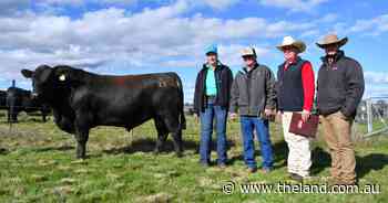 Queensland, Victorian and local buyers chase key traits at DSK bull sale