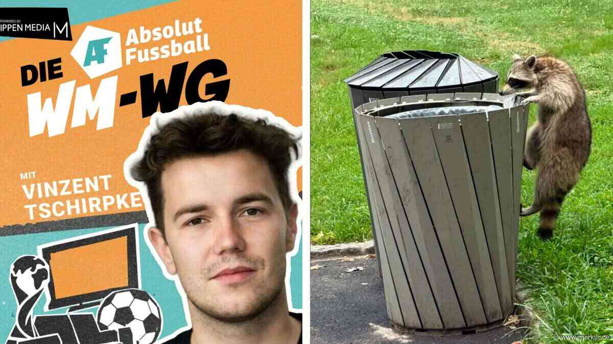 WM-Tagebuch: Freilebender Waschbär auf frischer Tat ertappt