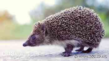 Calls for road signs after hedgehog deaths