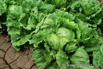 Iceberg lettuce supplier investigated as possible source in cyclosporiasis outbreak