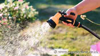 Avoid 'irreversible damage' by watering your garden at specific time — not morning