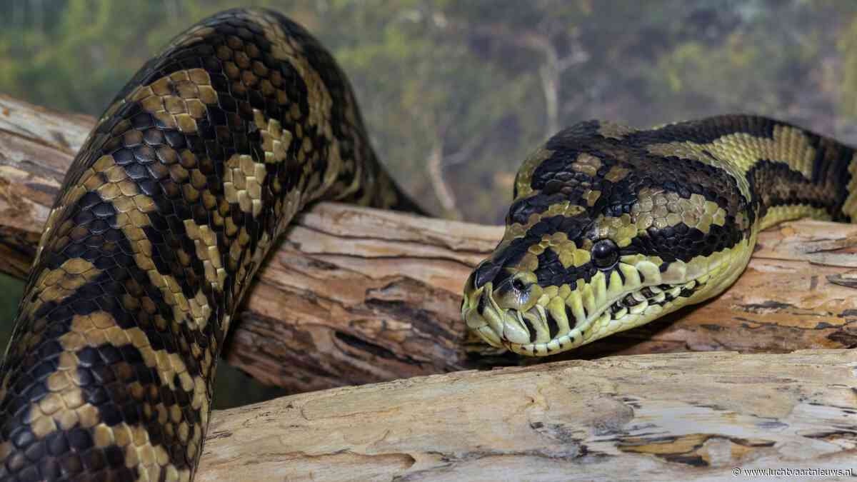 Passagier probeert op Schiphol python in bh het vliegtuig in te smokkelen
