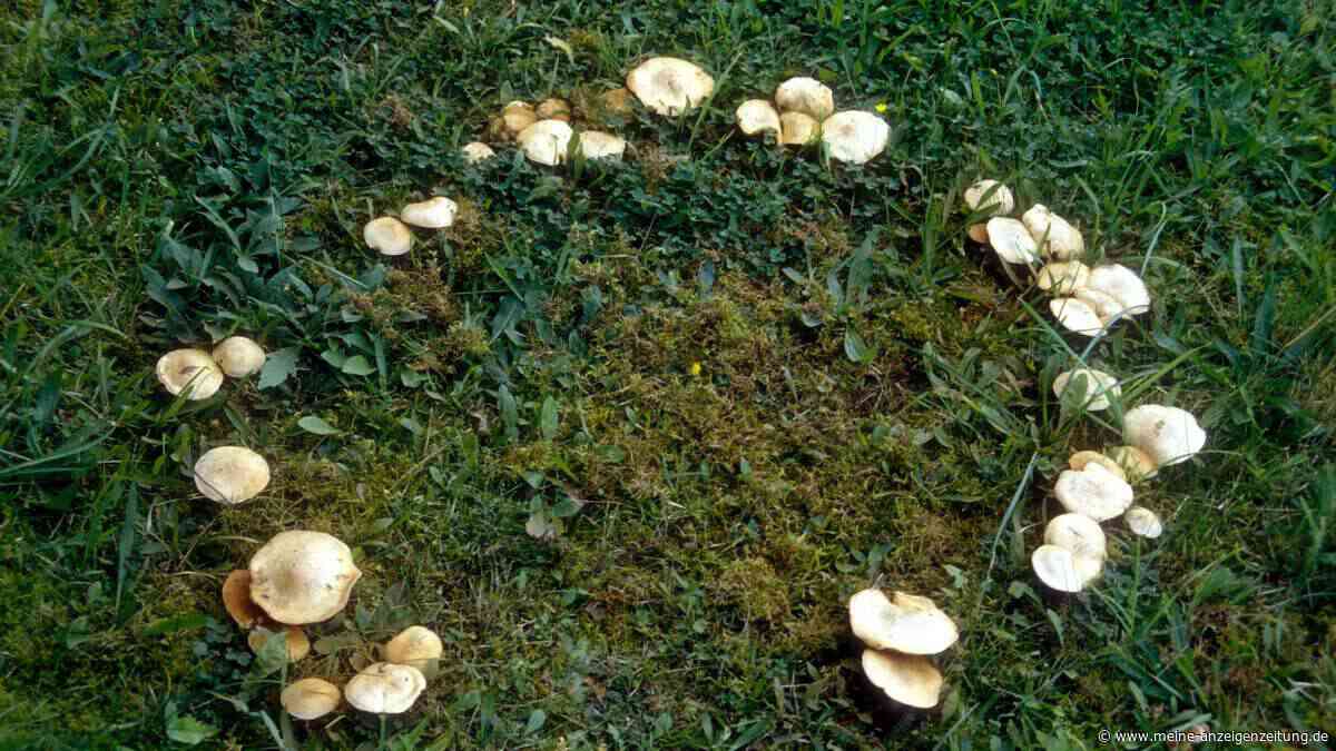 Flecken, Ringe, Pilzgeflecht – was den Rasen im Sommer heimsucht