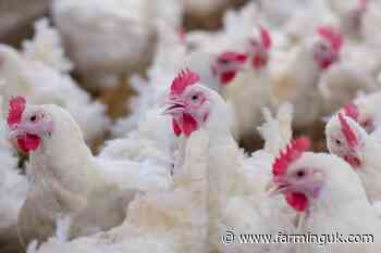 Water shortage leaves poultry processor at 'critical' level