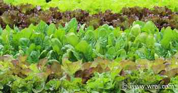 Cyclospora linked to Taylor Farms lettuce sent to Taco Bell