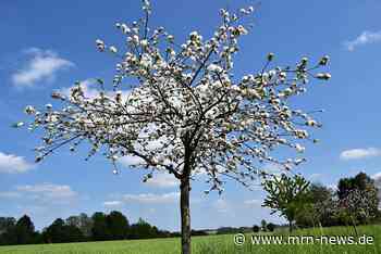 Eberbach – Mit Obstbäumen dem Klimawandel trotzen
