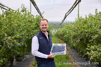 Drones and AI power surge in British blueberry sales