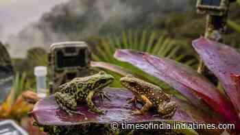 Scientists find two tiny frogs living together in a misty Peruvian forest above 3,000 metres