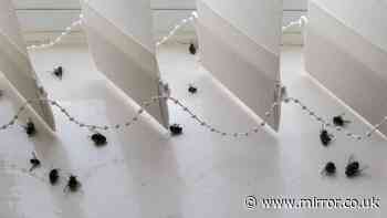 Stop dead flies gathering on windowsills by spraying 1 ingredient near frames