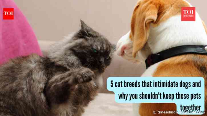 5 cat breeds that intimidate dogs and why you shouldn't keep these pets together