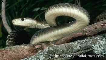 Black mamba snake isn’t actually black: Here’s why it got its name