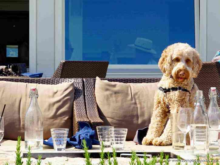 Planning A Pet-Friendly Escape With Vacation Rentals For A More Enjoyable Travel Experience