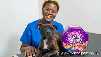 'Our puppy could have died after eating forgotten Christmas treat'