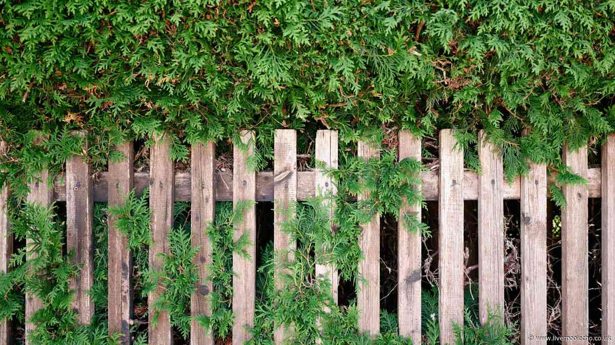 Neighbour's tree and roots growing over your garden — what you can legally do