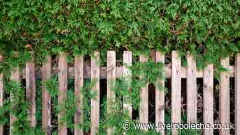 Neighbour's tree and roots growing over your garden — what you can legally do