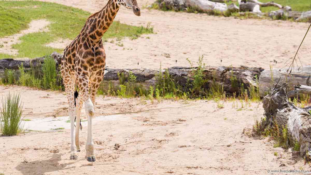Chester Zoo update as fight continues after attractions 'lose £137k in one day'