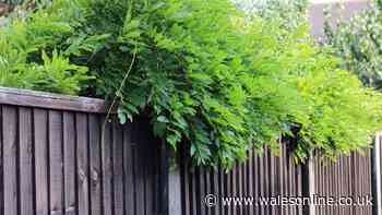 Your legal rights if a neighbour's tree branches and roots come into your garden