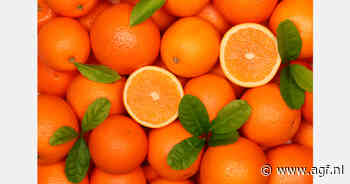 VK wil strengere fytosanitaire eisen voor Zuid-Afrikaans citrus