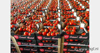 Hoge prijzen voor Nederlandse tomaten en paprika's in Italië