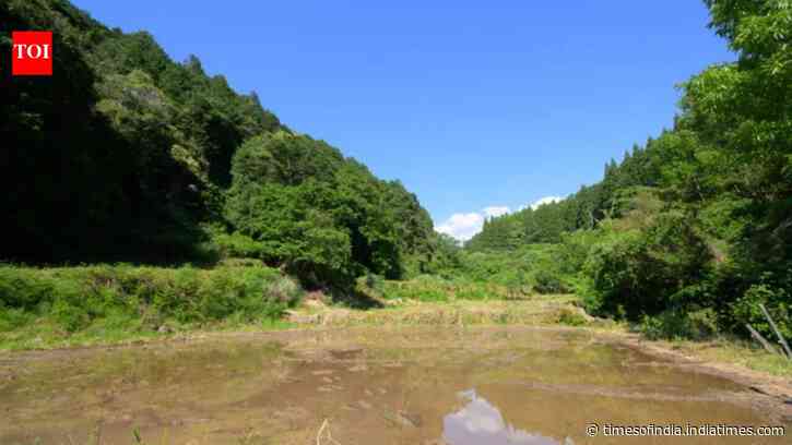 Japan’s abandoned rice fields are being restored into year-round wetlands to replenish groundwater and bring back frogs, dragonflies and endangered aquatic wildlife