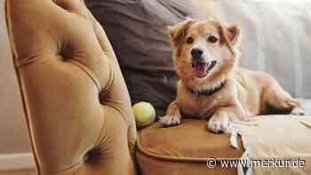 Hund bellt Besucher an, sobald es klingelt? Hundetrainer nennt Ursachen und gibt sinnvolle Tipps
