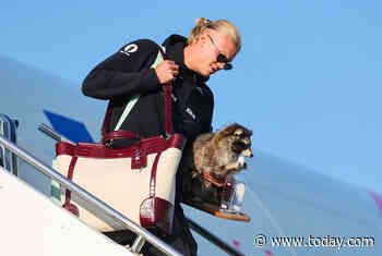 TSA Has Thoughts After Erling Haaland Seen Carrying a Taxidermy Raccoon Off a Plane