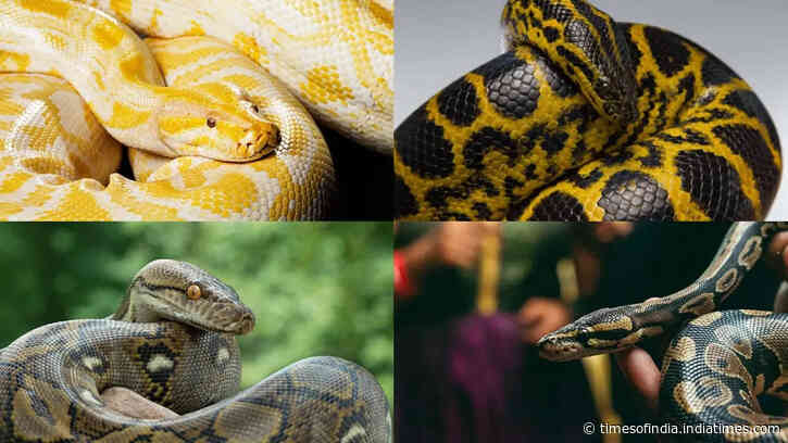 Not all snakes slither sideways: 7 snake species that can move in a surprisingly straight line