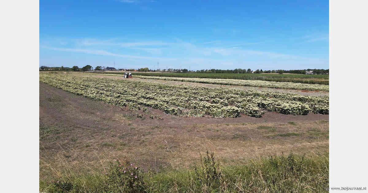 Zeeuws biodynamisch bedrijf test AI-robot voor niet-chemische onkruidbestrijding