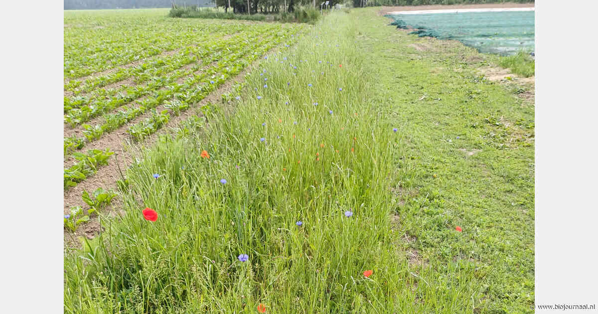 Goede voorbereiding bepaalt de levensduur van bloemenranden
