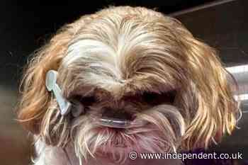 Postman kicked dog to death ‘like a football’, owner says